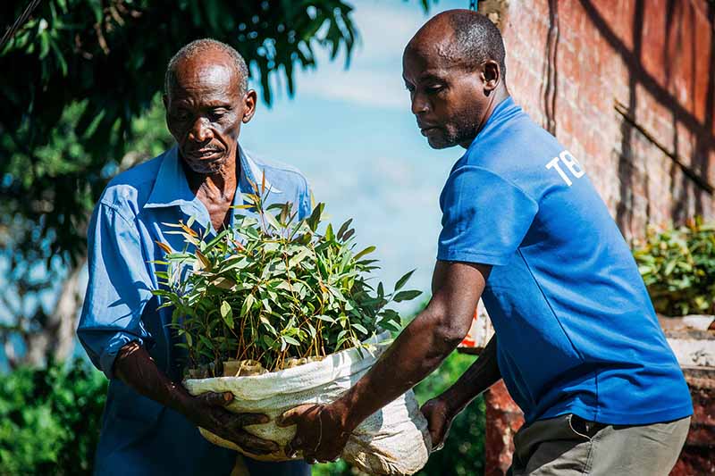 One Tree Planted Organization